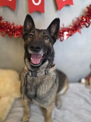 Enlarge Chiska, a Adoptable mixed breed in Cedar Hill, TX image 2/3