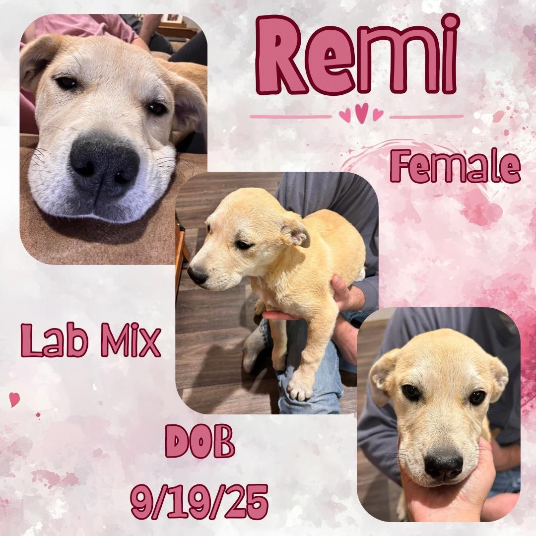 Remi