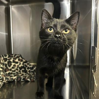 Sally, Adoptable, Kitten Female Domestic Short Hair.