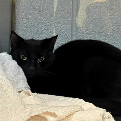 Enlarge Shadow, a Adoptable mixed breed in Gastonia, NC image 1/1