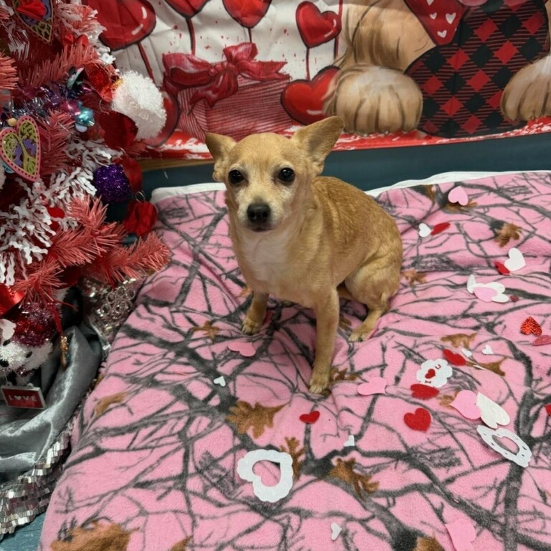Enlarge Nadia, a ADOPTABLE Chihuahua in Greenville, SC image 2/5
