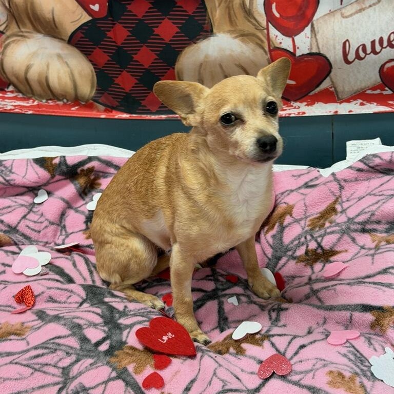 Enlarge Nadia, a ADOPTABLE Chihuahua in Greenville, SC image 4/5