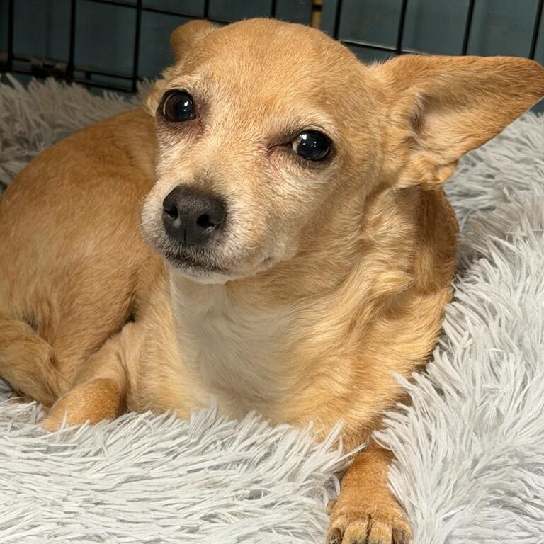 Enlarge Nadia, a ADOPTABLE Chihuahua in Greenville, SC image 1/5