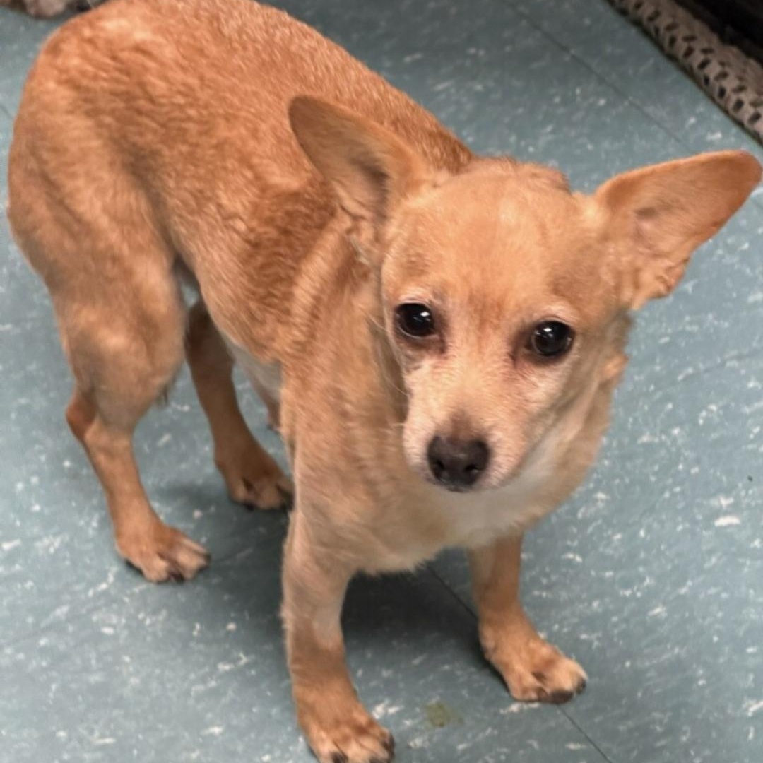 Enlarge Nadia, a ADOPTABLE Chihuahua in Greenville, SC image 3/5