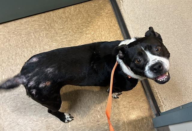 HANNAH, Adoptable, Adult Female Pit Bull Terrier & Boston Terrier.