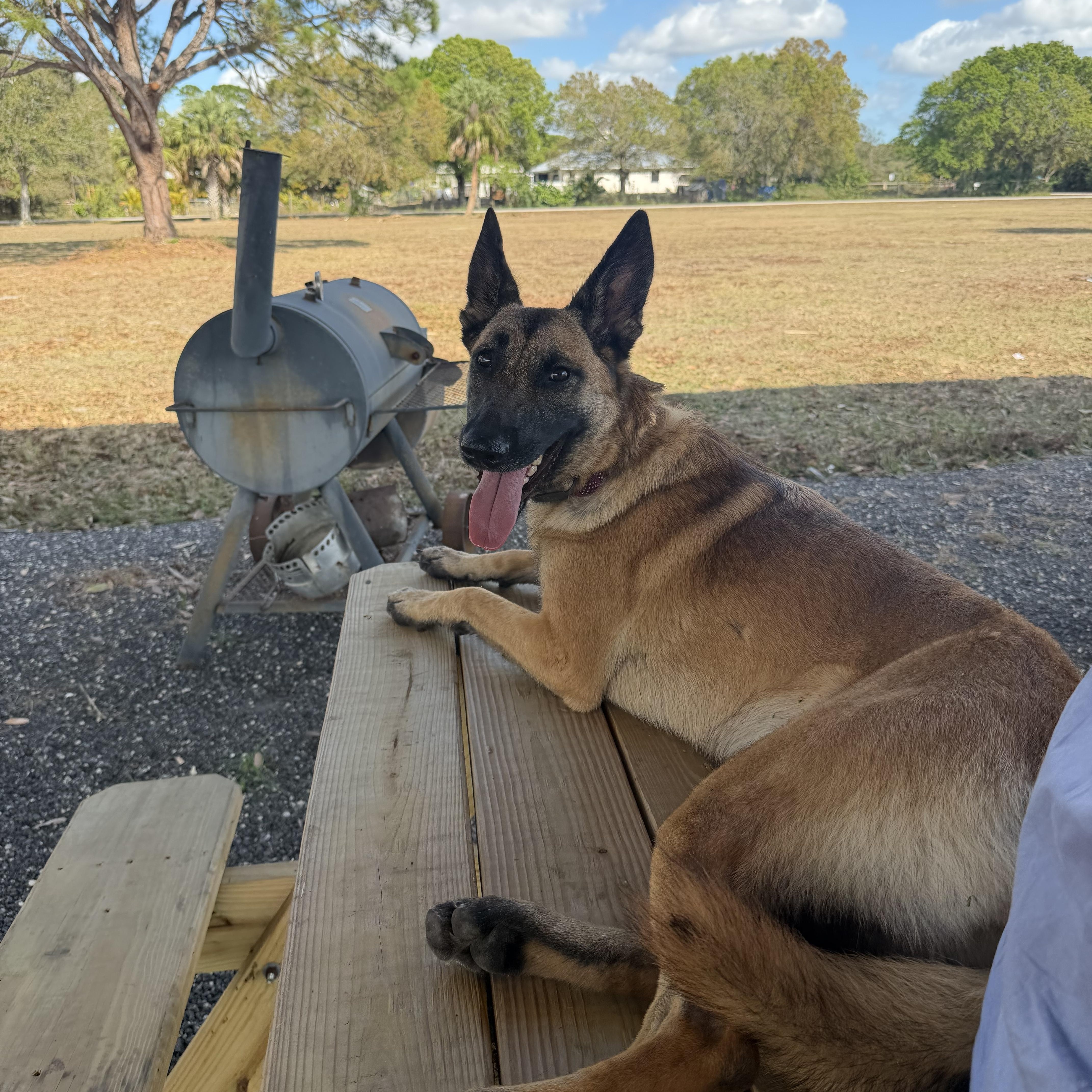 Wilma, an adopted Belgian Shepherd / Malinois in Port Saint Lucie, FL image 5/6