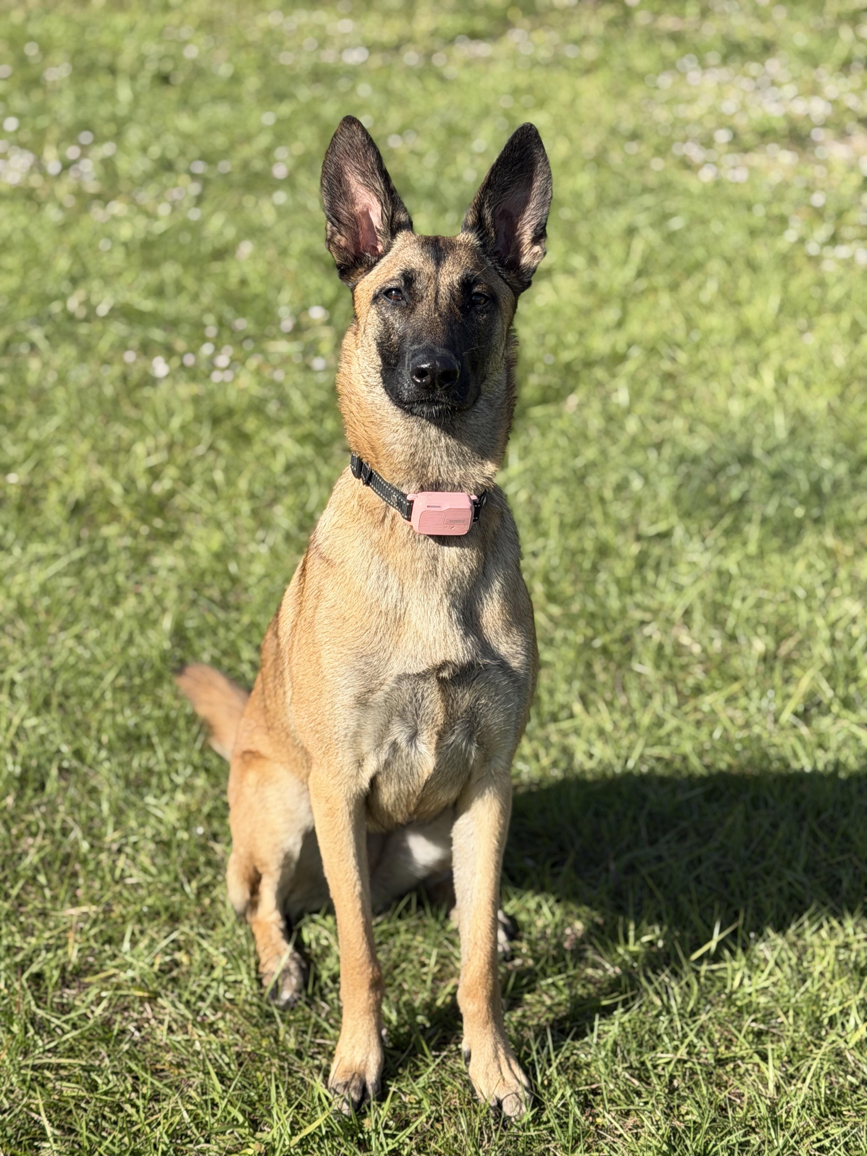 Wilma, an adopted Belgian Shepherd / Malinois in Port Saint Lucie, FL image 4/6