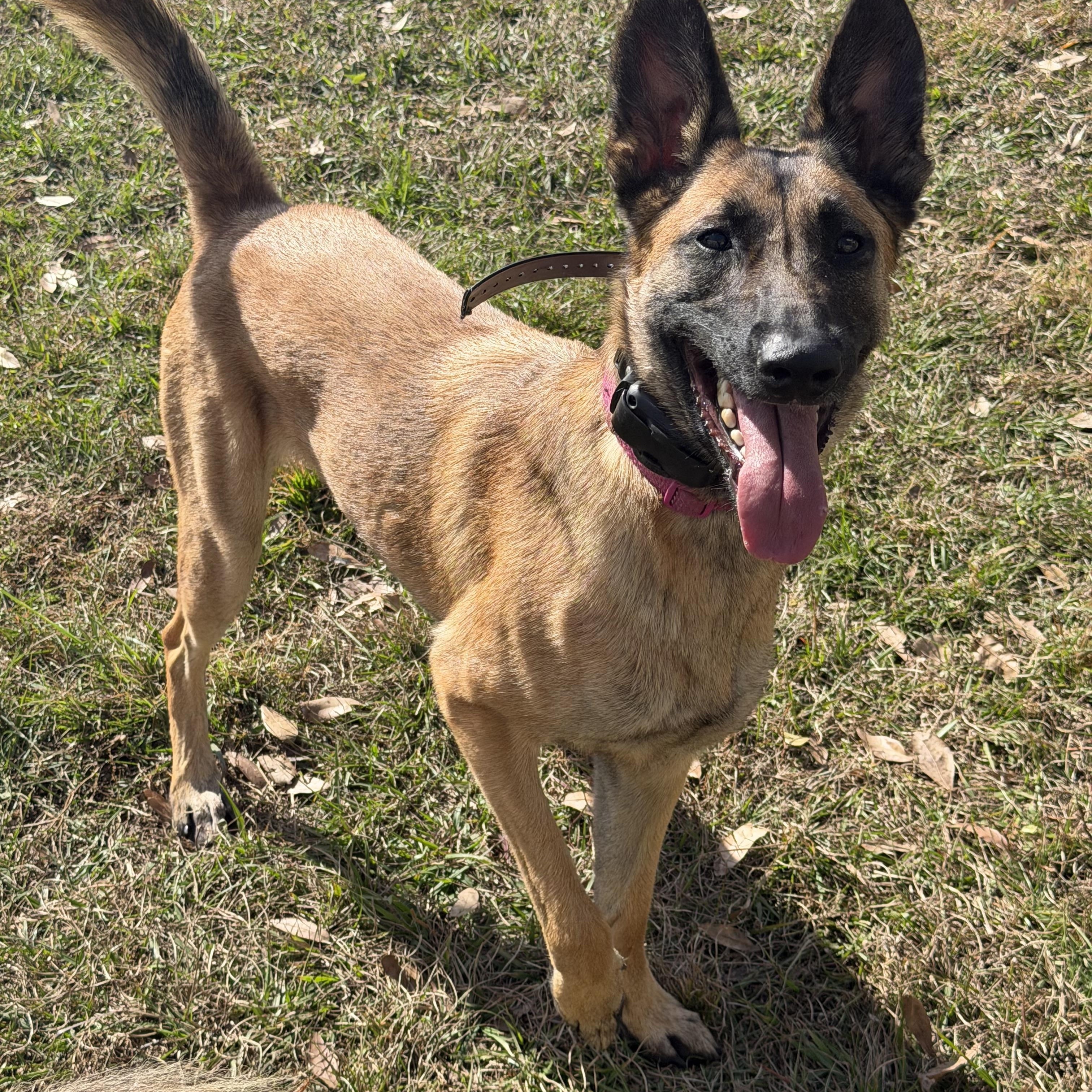 Wilma, adopted, Young Female Belgian Shepherd / Malinois.