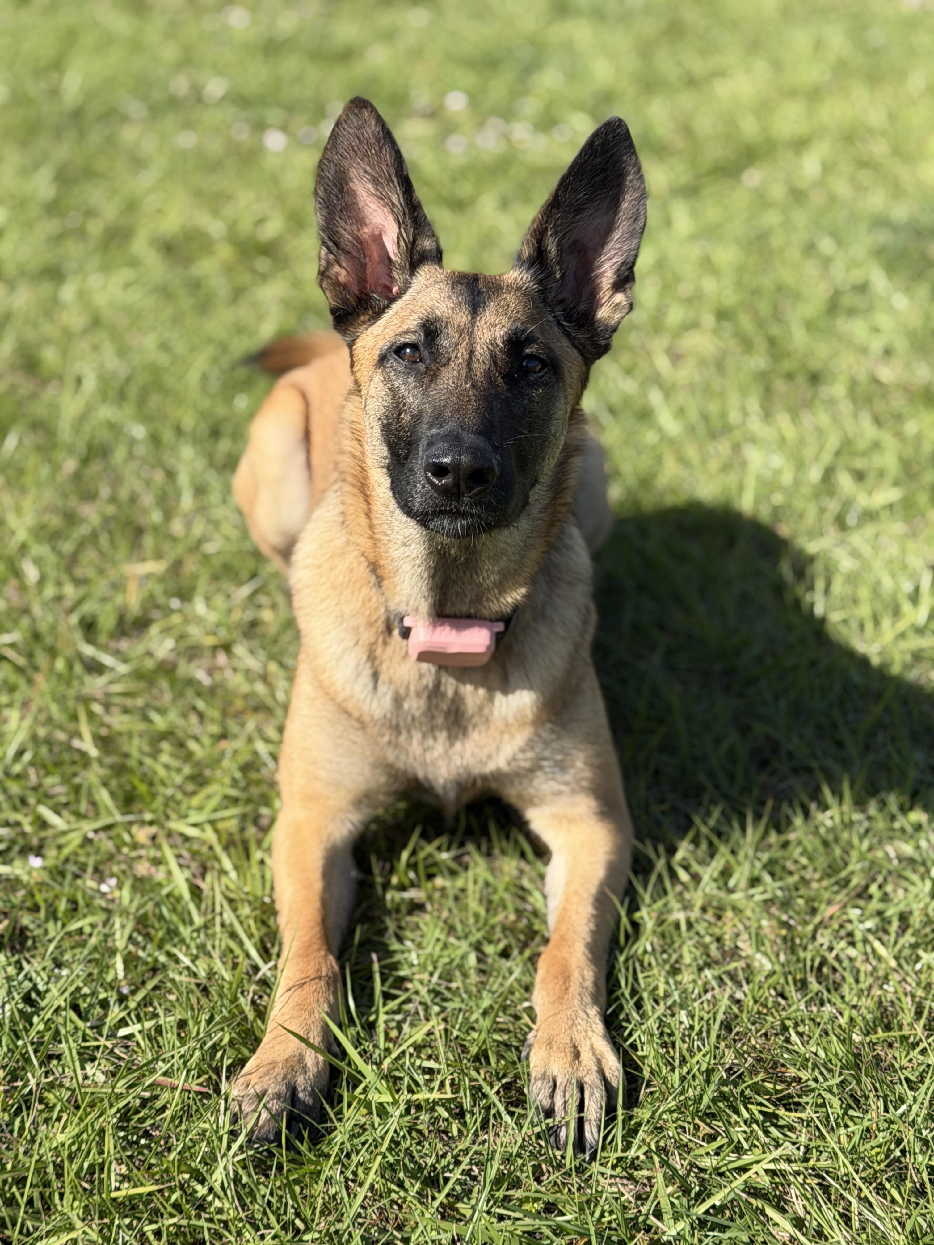 Wilma, an adopted Belgian Shepherd / Malinois in Port Saint Lucie, FL image 6/6