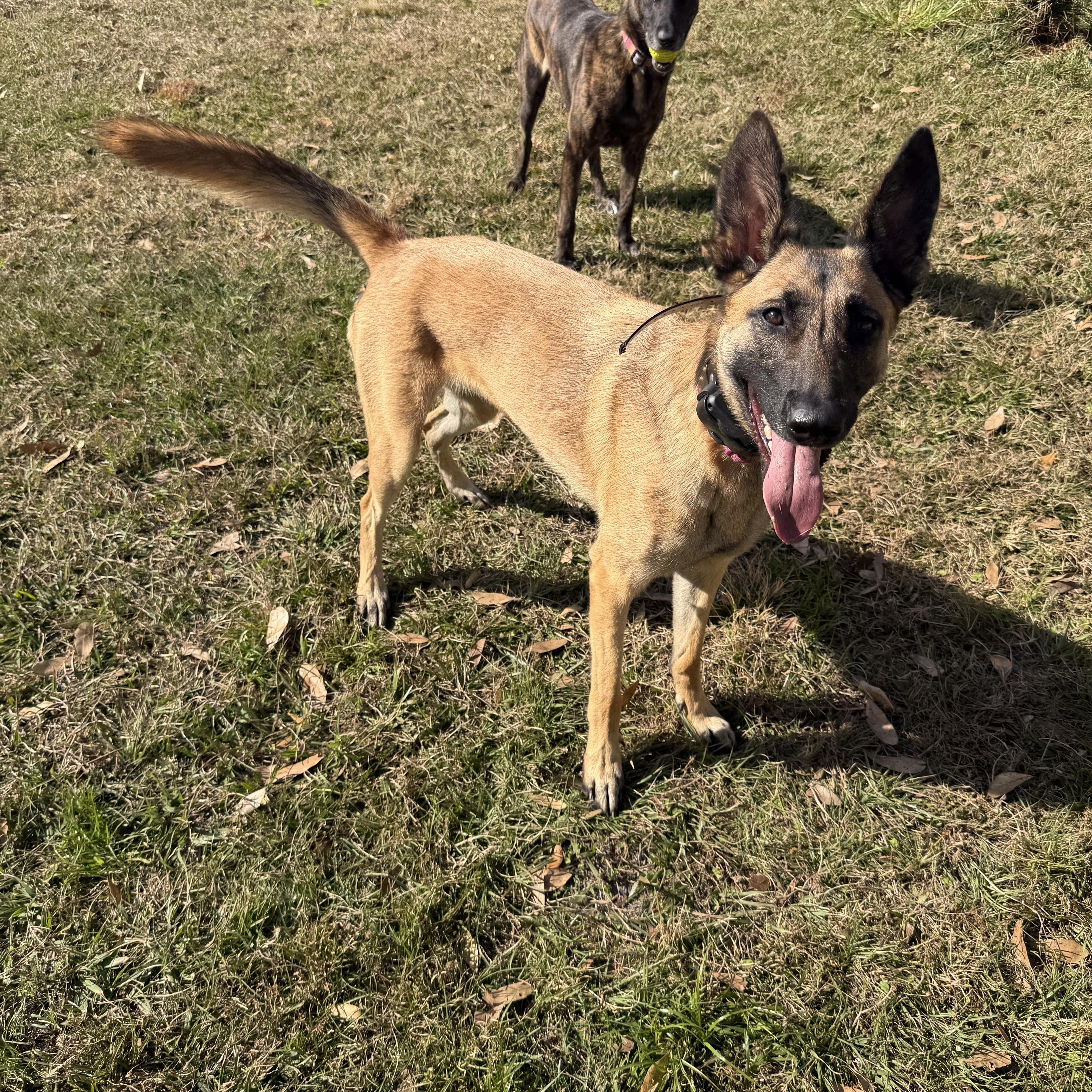 Wilma, an adopted Belgian Shepherd / Malinois in Port Saint Lucie, FL image 3/6