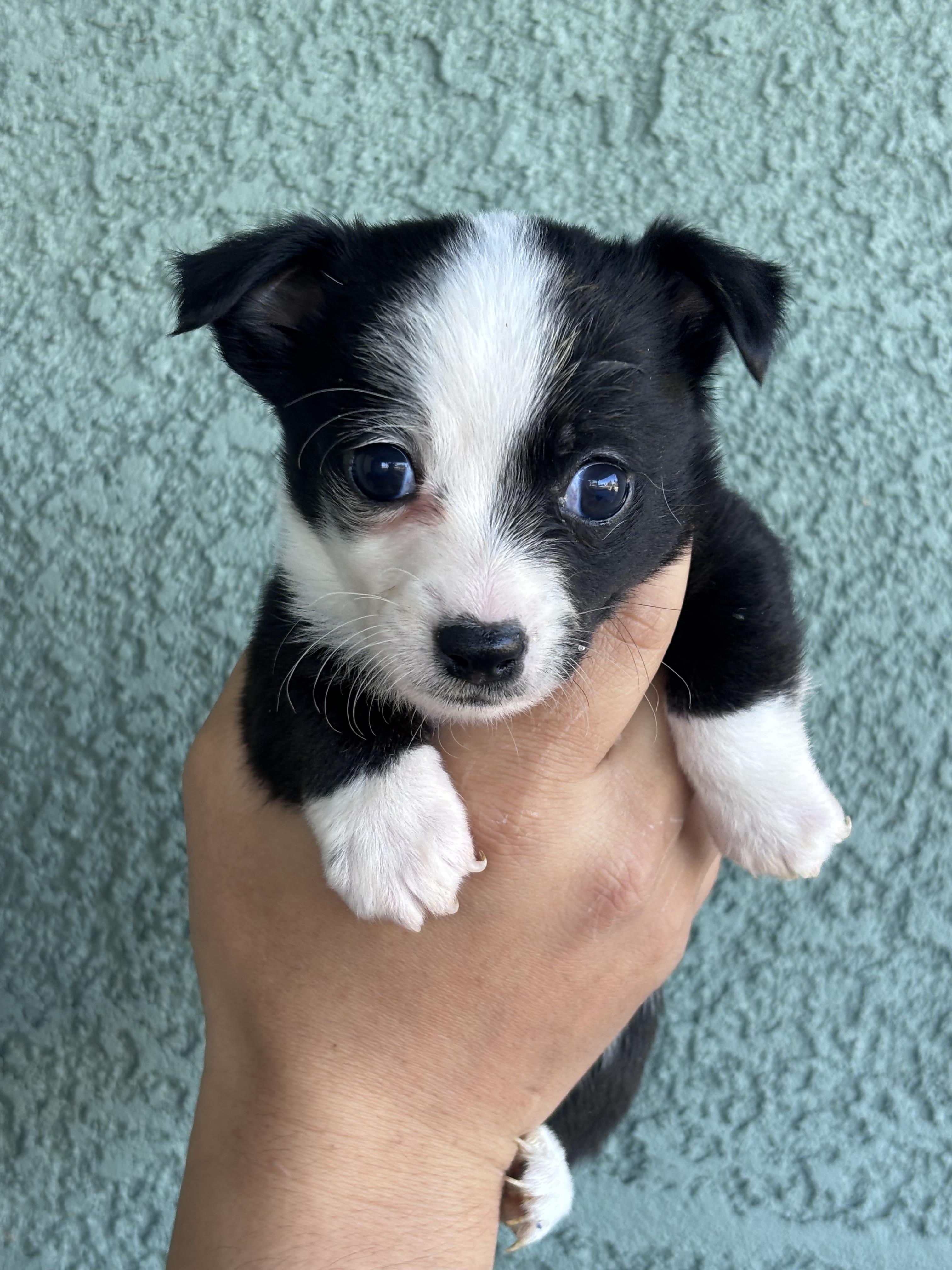 Edwin, ADOPTABLE, Puppy Male Chihuahua & Maltese.