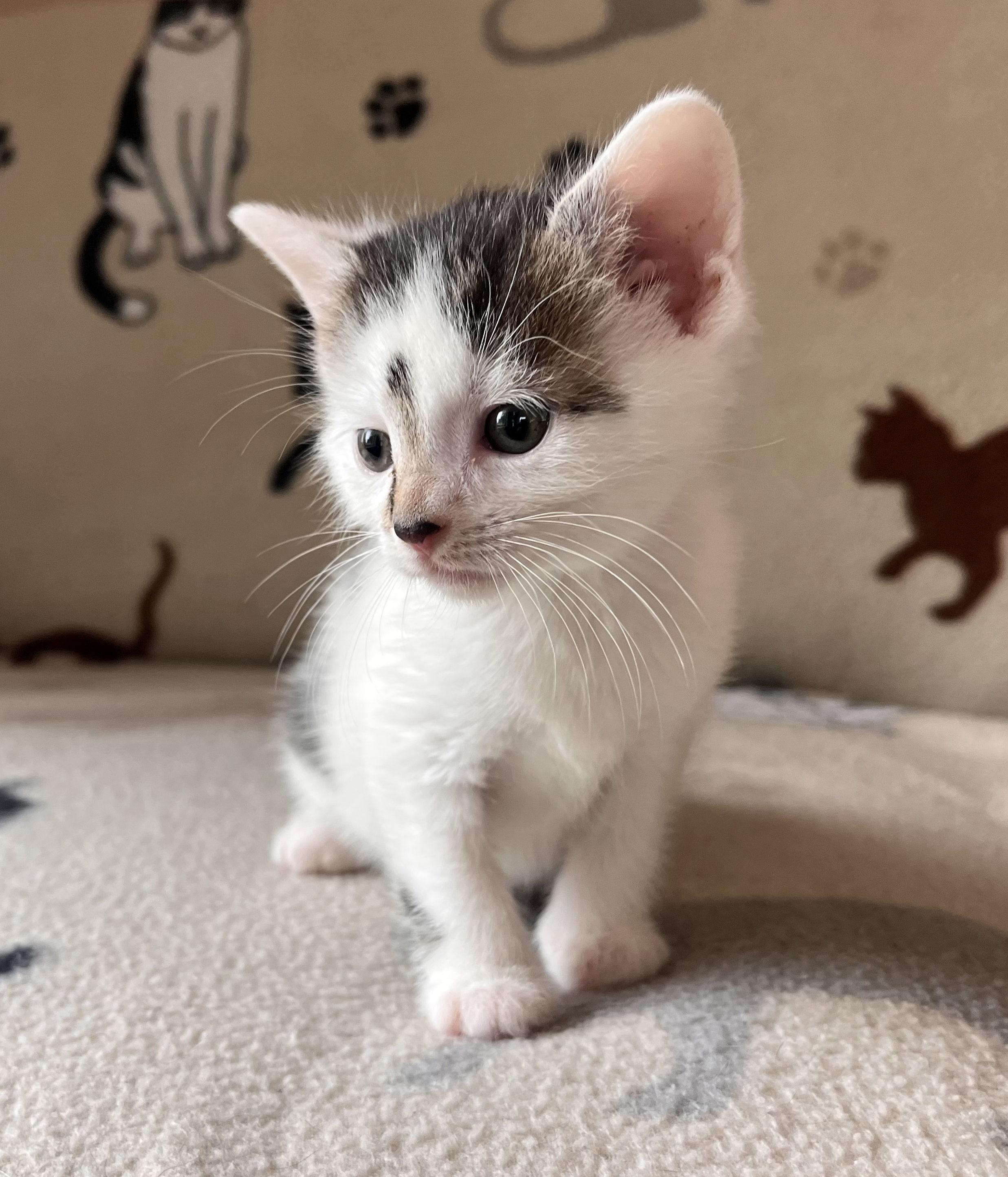 Jethro Tull, Adopted, Young Male Domestic Short Hair.