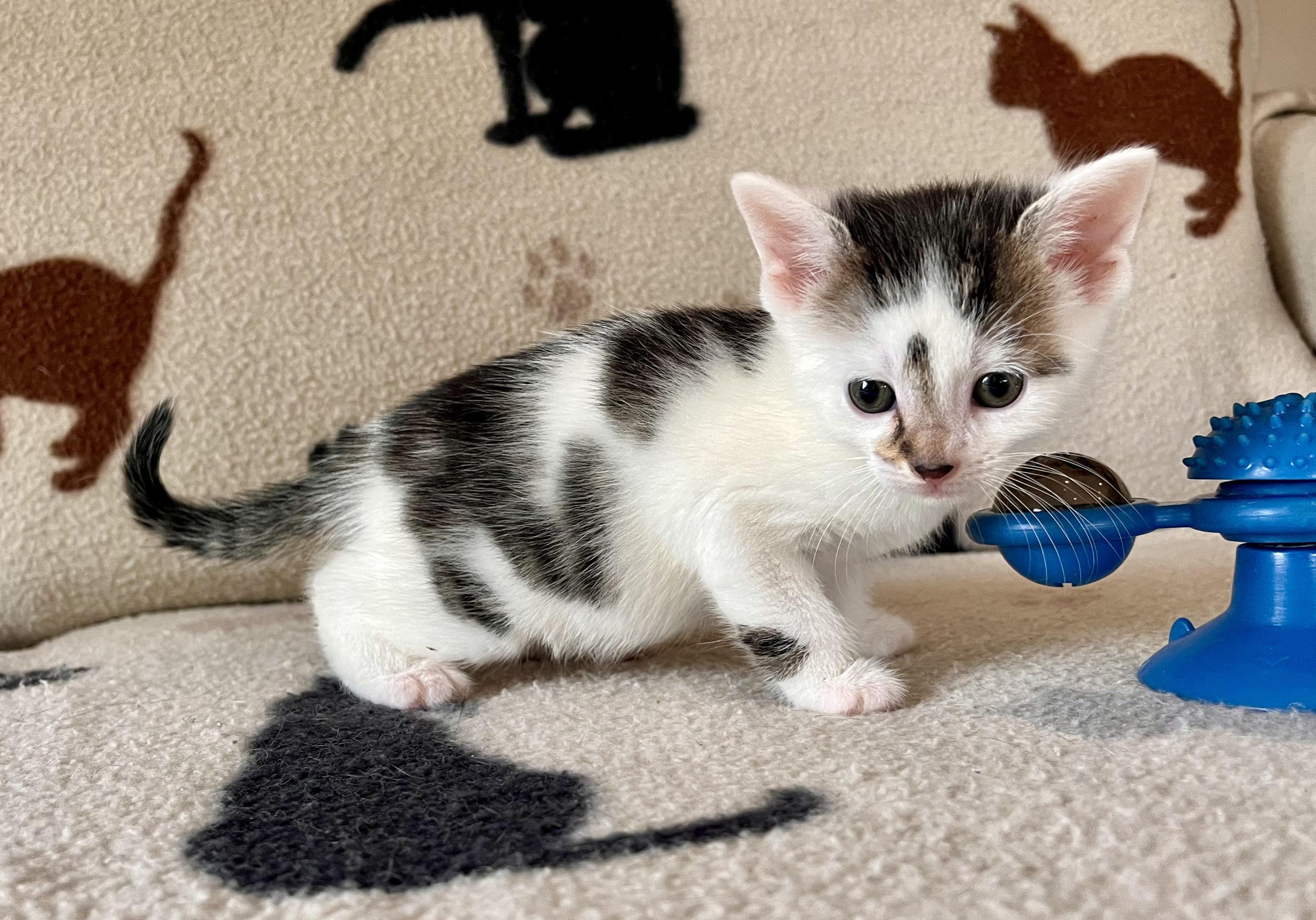 Enlarge Jethro Tull, a Adopted mixed breed in Hershey, PA image 2/6