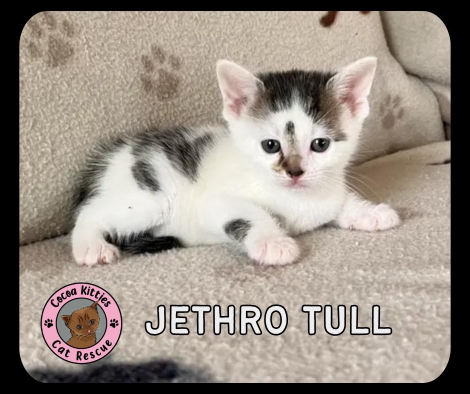 Enlarge Jethro Tull, a Adopted mixed breed in Hershey, PA image 6/6