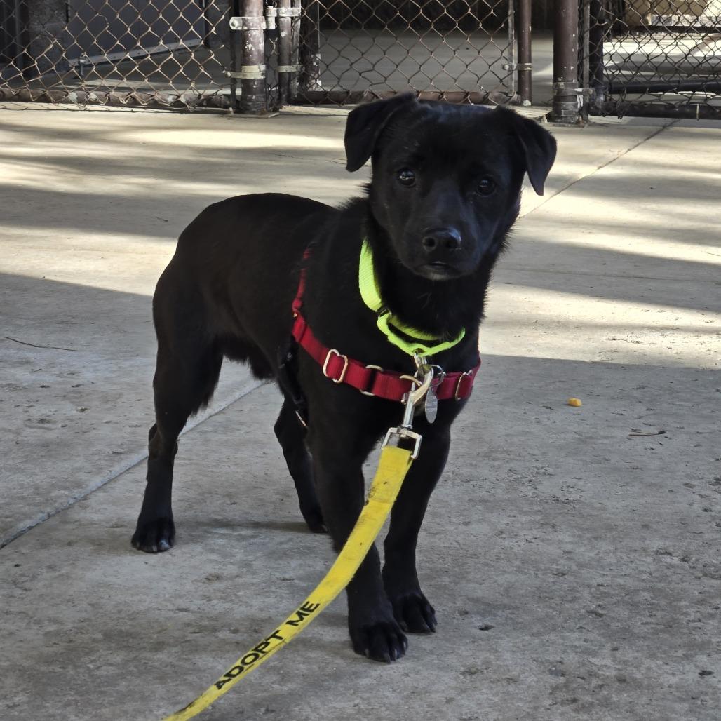 Sea Weed, Adoptable, Young Male Chihuahua & Terrier.