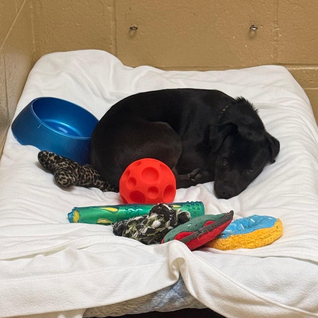 Enlarge Sea Weed, a Adoptable mixed breed in Incline Village, NV image 2/3