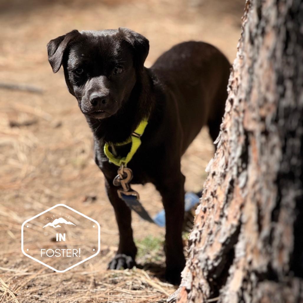 Enlarge Sea Weed, a Adoptable mixed breed in Incline Village, NV image 3/3