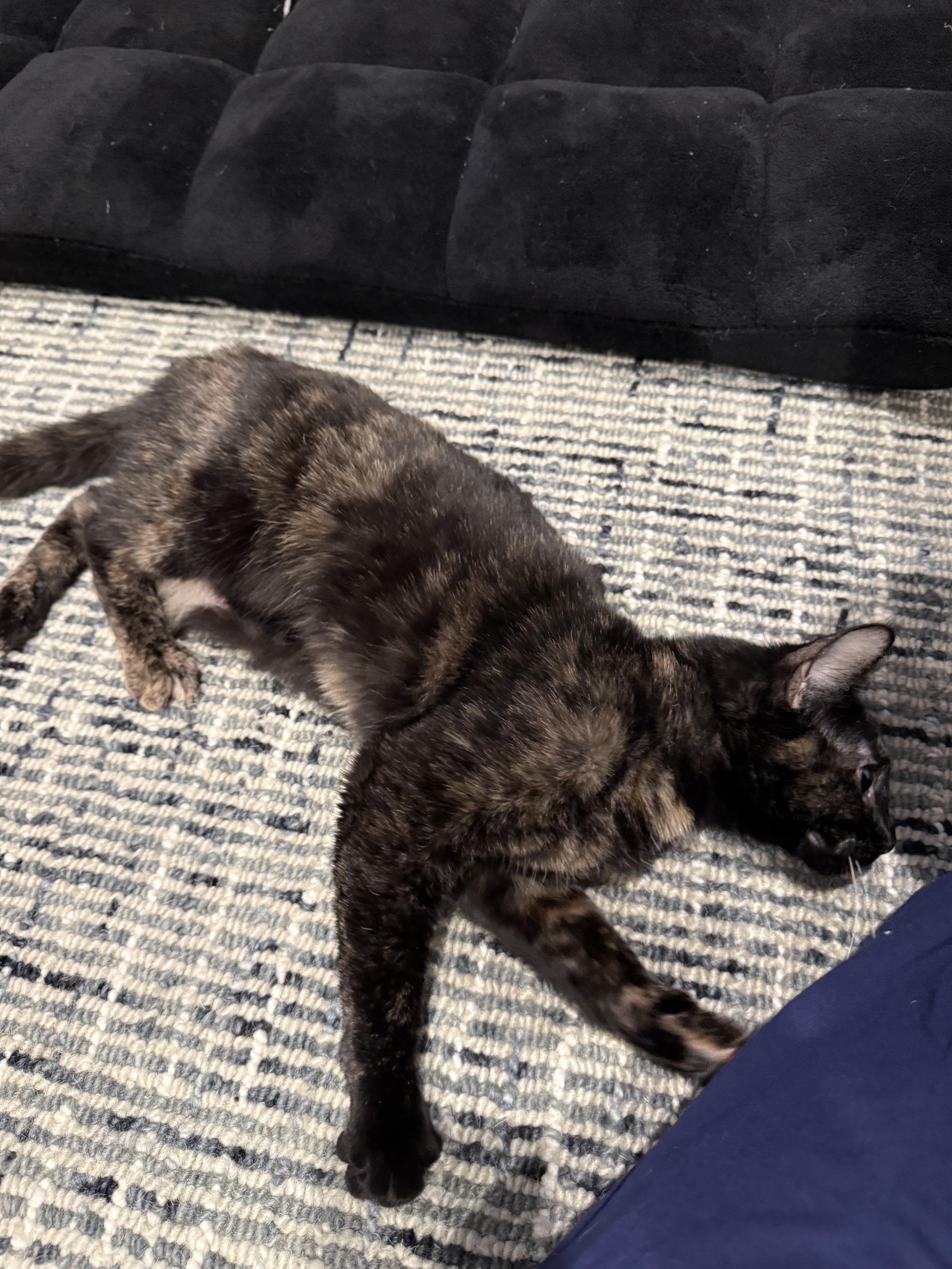 Enlarge Joy, an adopted Tortoiseshell in Woodinville, WA image 6/6