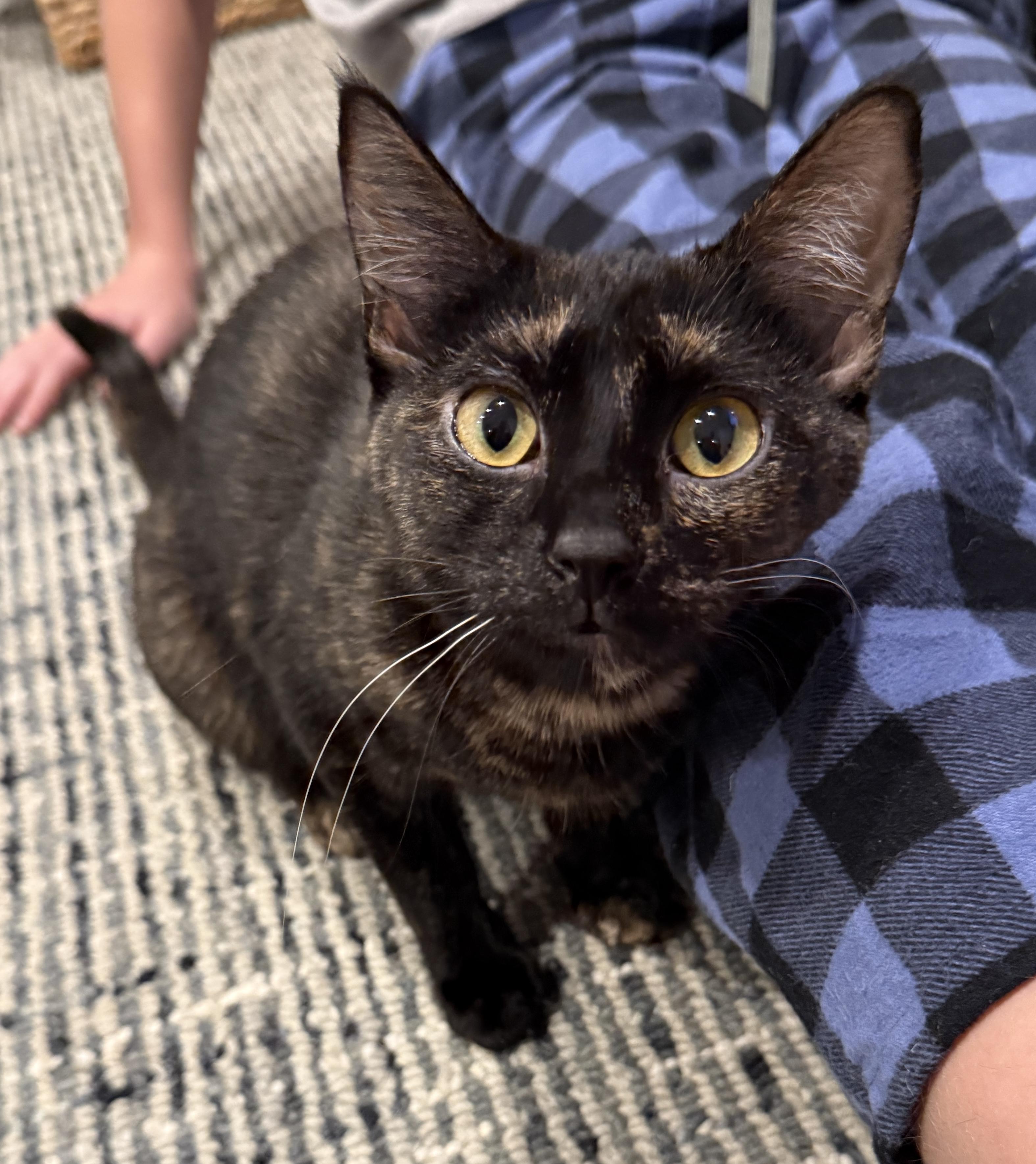 Joy, adopted, Kitten Female Tortoiseshell.