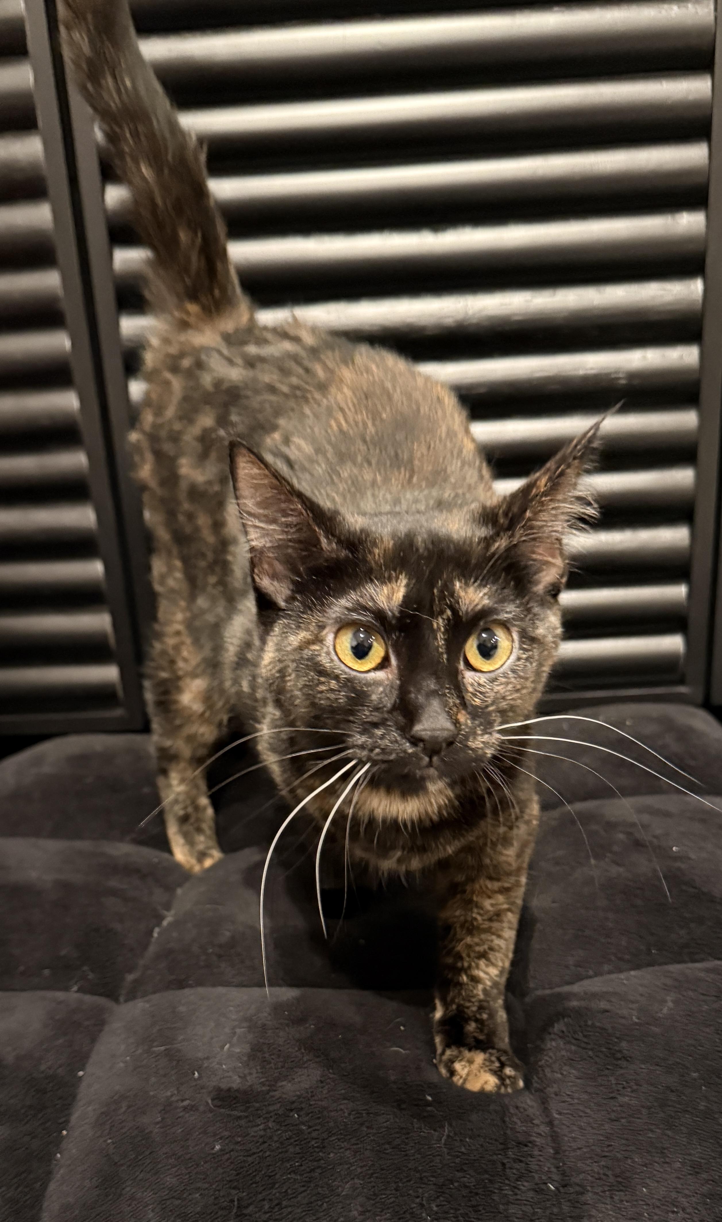 Enlarge Joy, an adopted Tortoiseshell in Woodinville, WA image 3/6