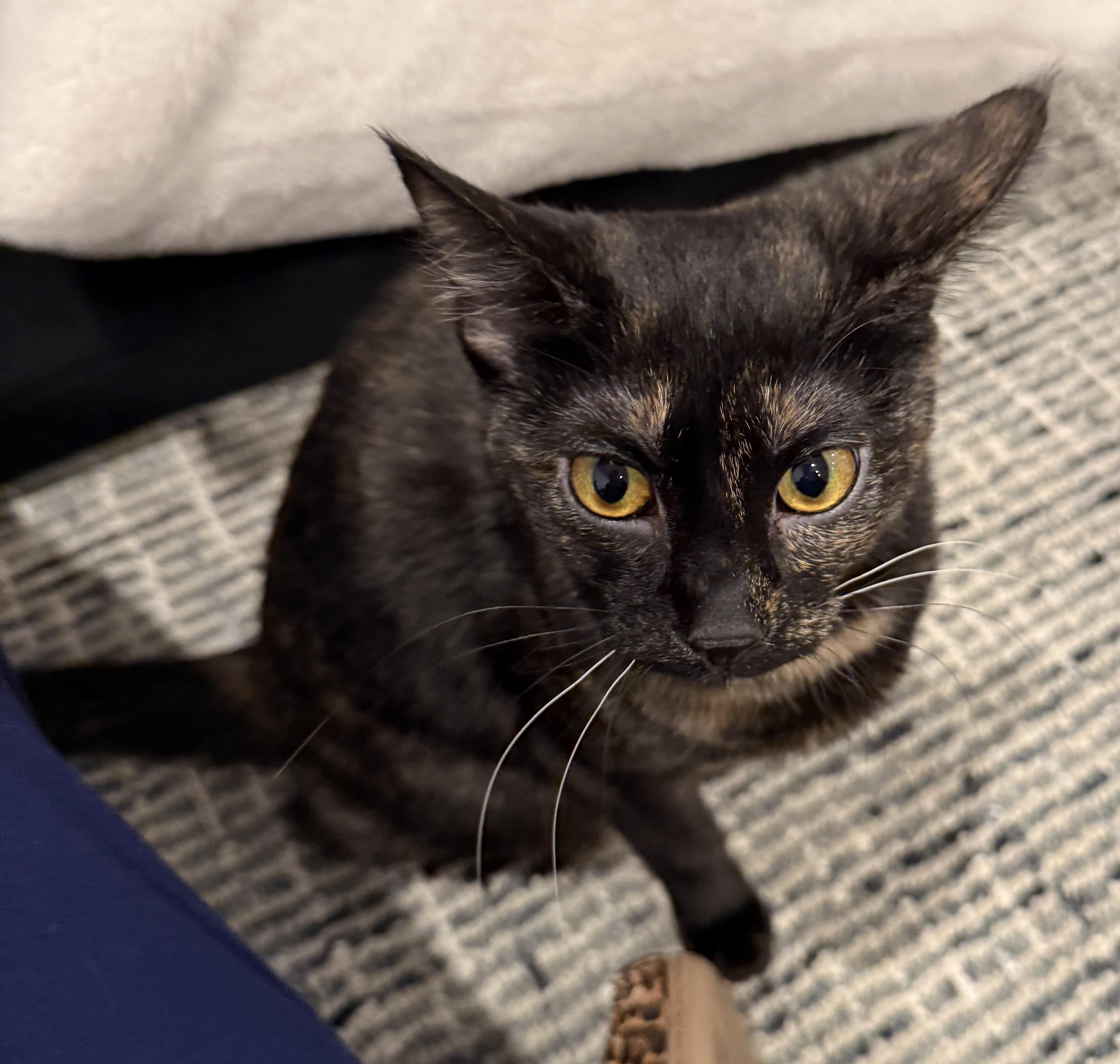 Enlarge Joy, an adopted Tortoiseshell in Woodinville, WA image 5/6