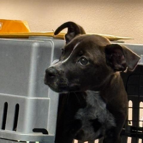 Dora, a Adopted mixed breed in La Crosse, WI image 2/6