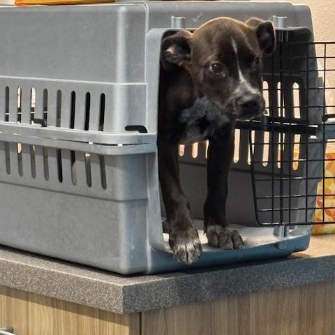 Dora, a Adopted mixed breed in La Crosse, WI image 3/6