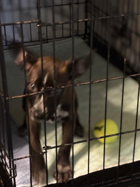 Dora, a Adopted mixed breed in La Crosse, WI image 6/6