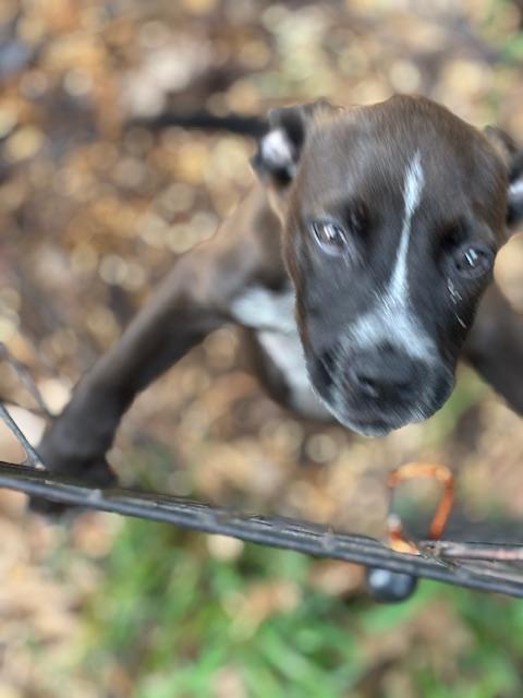 Dora, a Adopted mixed breed in La Crosse, WI image 5/6