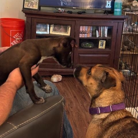 Dora, a Adopted mixed breed in La Crosse, WI image 4/6