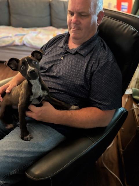 Dora, Adopted, Puppy Female American Staffordshire Terrier & Pit Bull Terrier.