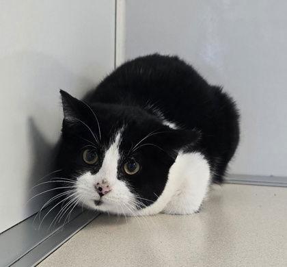 Enlarge Discord, a Adoptable Domestic Short Hair in Oskaloosa, IA image 1/1