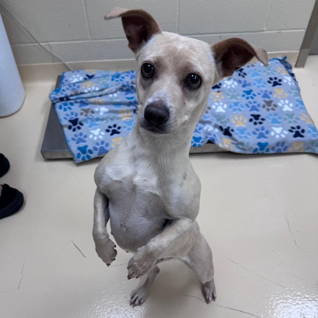 Ghost, Adoptable, Adult Female Mixed Breed.