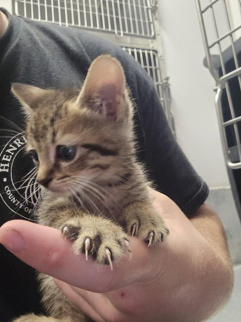 CA 137 Rhubarb Cobbler, Adoptable, Kitten Female Domestic Short Hair.