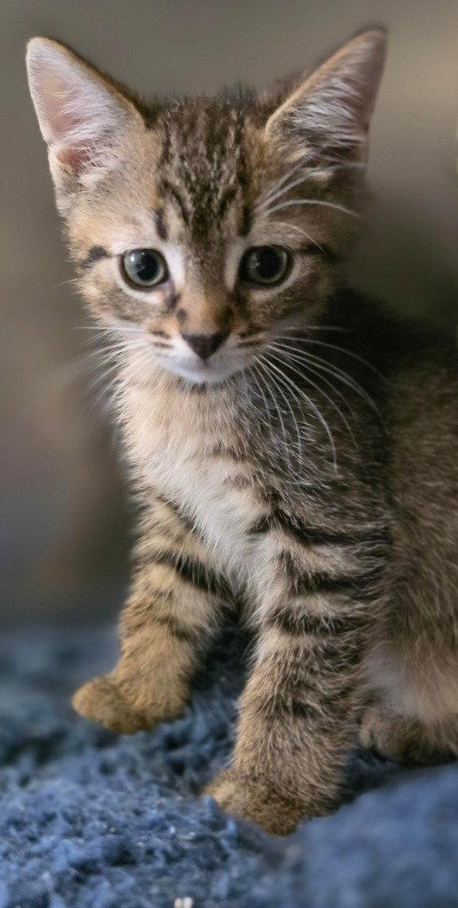 CA 137 Rhubarb Cobbler, a Adoptable Domestic Short Hair in Glen Allen, VA image 2/3