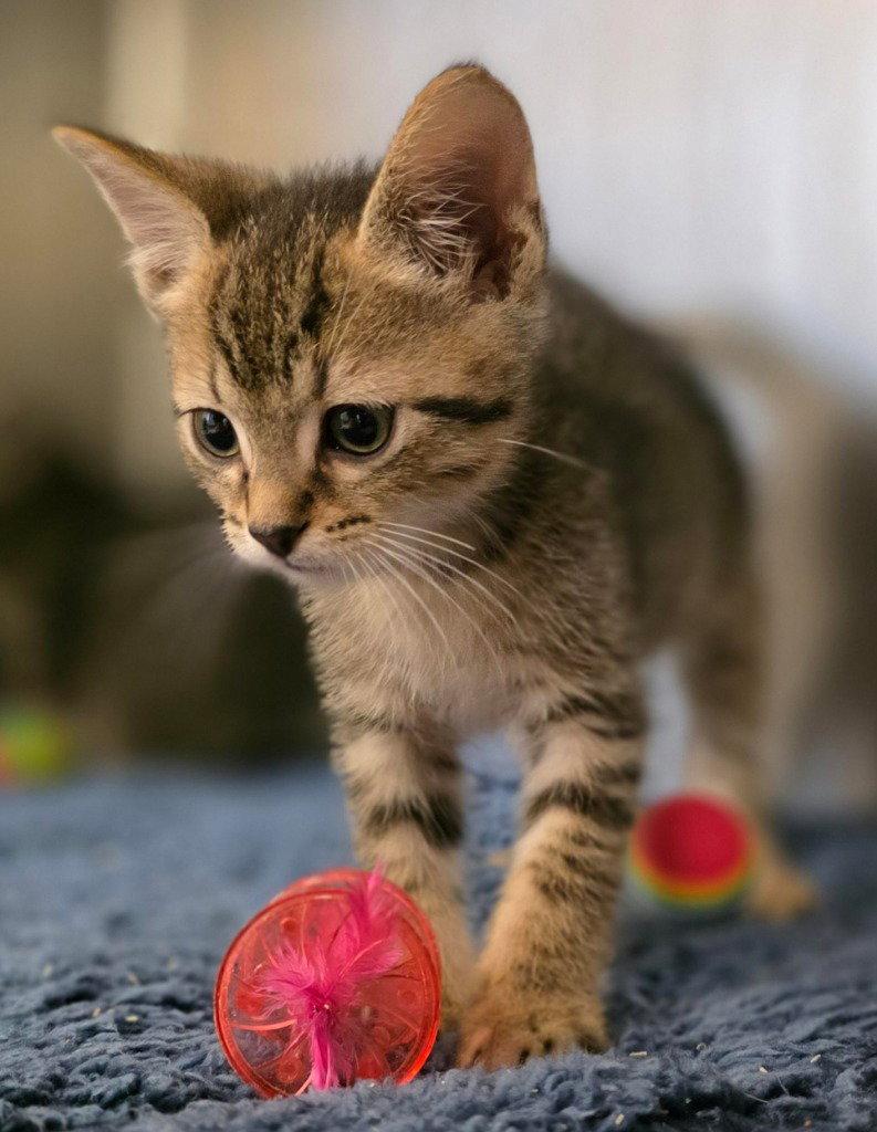 CA 137 Rhubarb Cobbler, a Adoptable Domestic Short Hair in Glen Allen, VA image 3/3