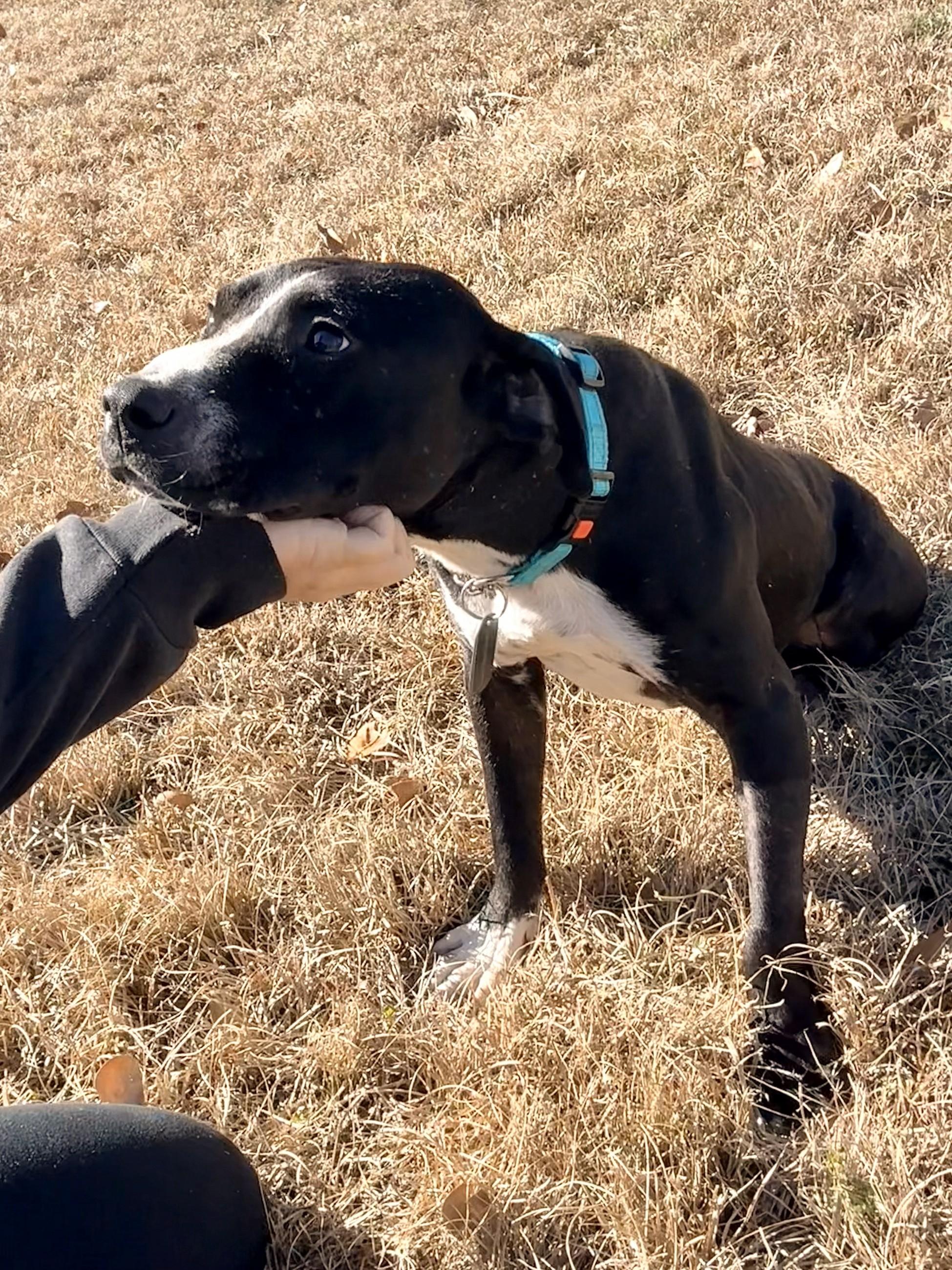 Enlarge Roger, a ADOPTABLE mixed breed in Wilmington, NC image 5/6