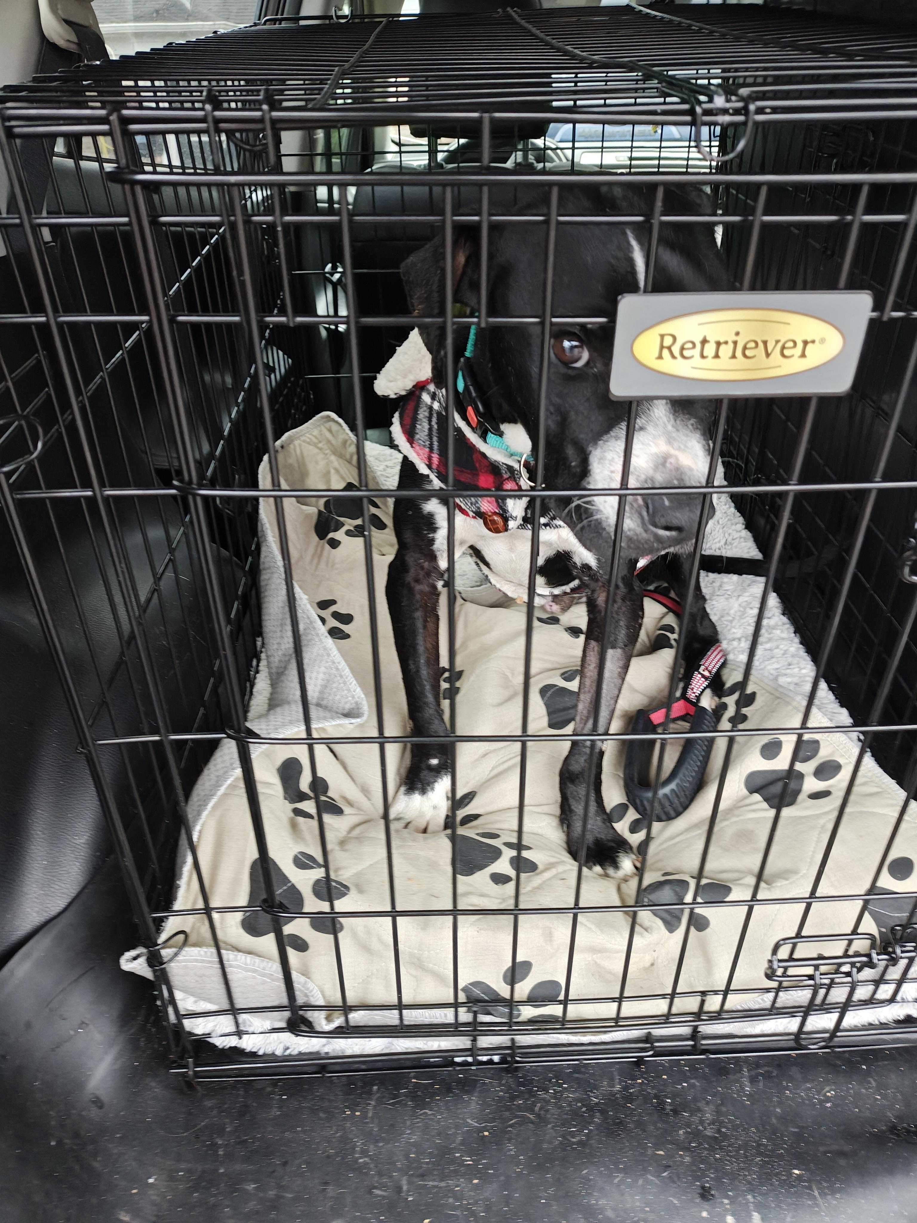 Enlarge Roger, a ADOPTABLE mixed breed in Wilmington, NC image 3/6