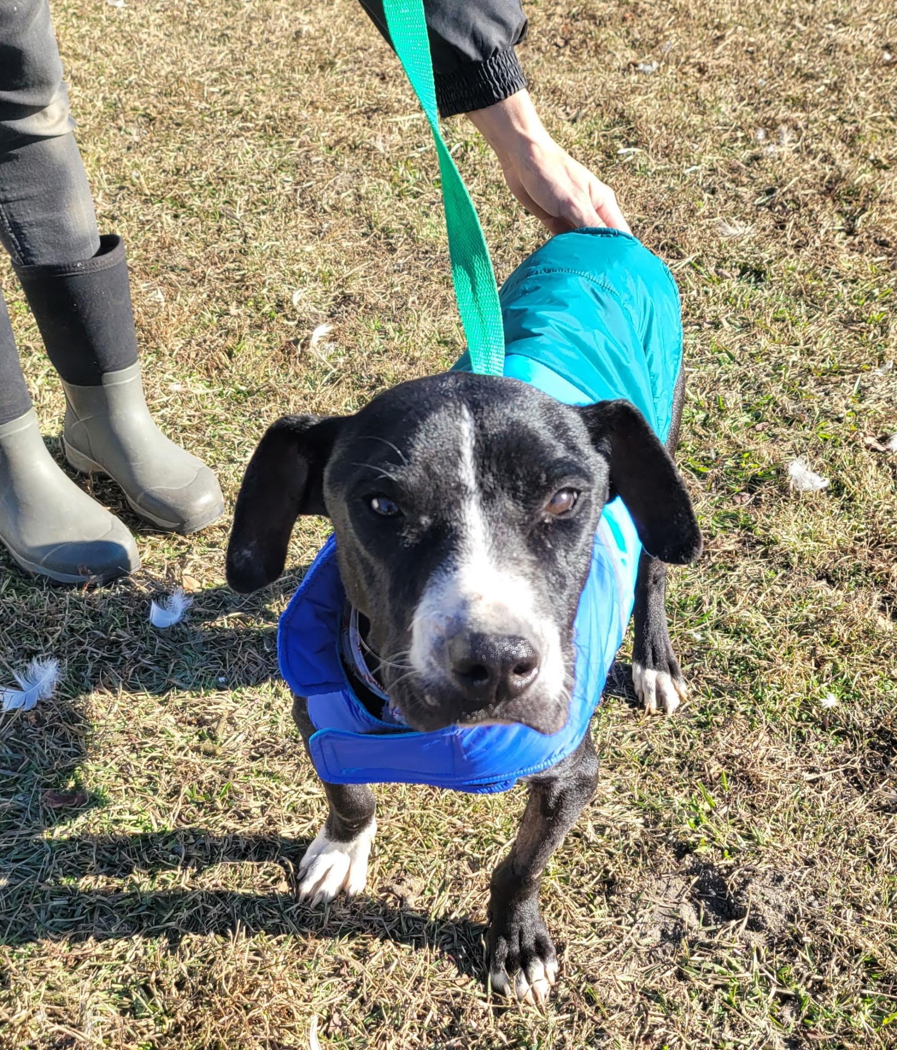 Enlarge Roger, a ADOPTABLE mixed breed in Wilmington, NC image 1/1