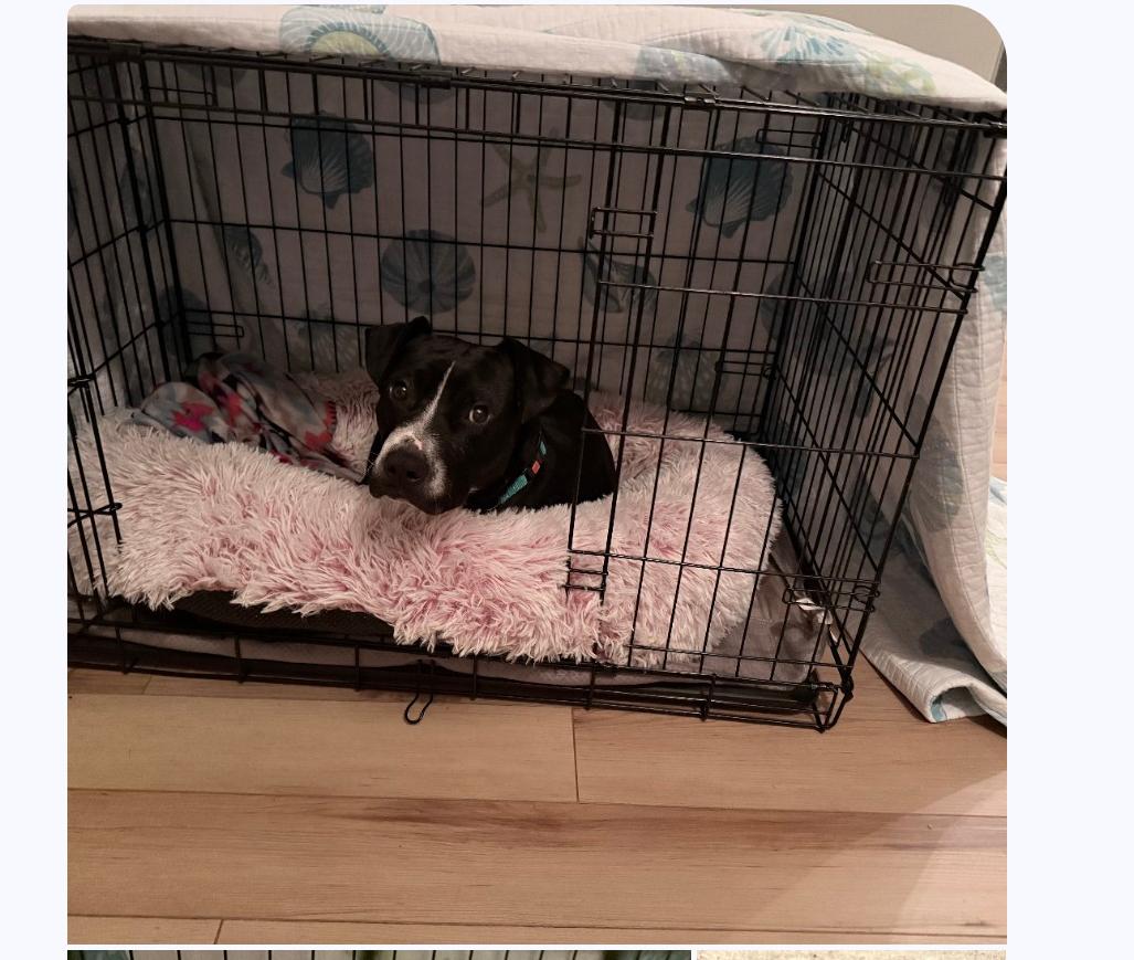 Enlarge Roger, a ADOPTABLE mixed breed in Wilmington, NC image 4/6