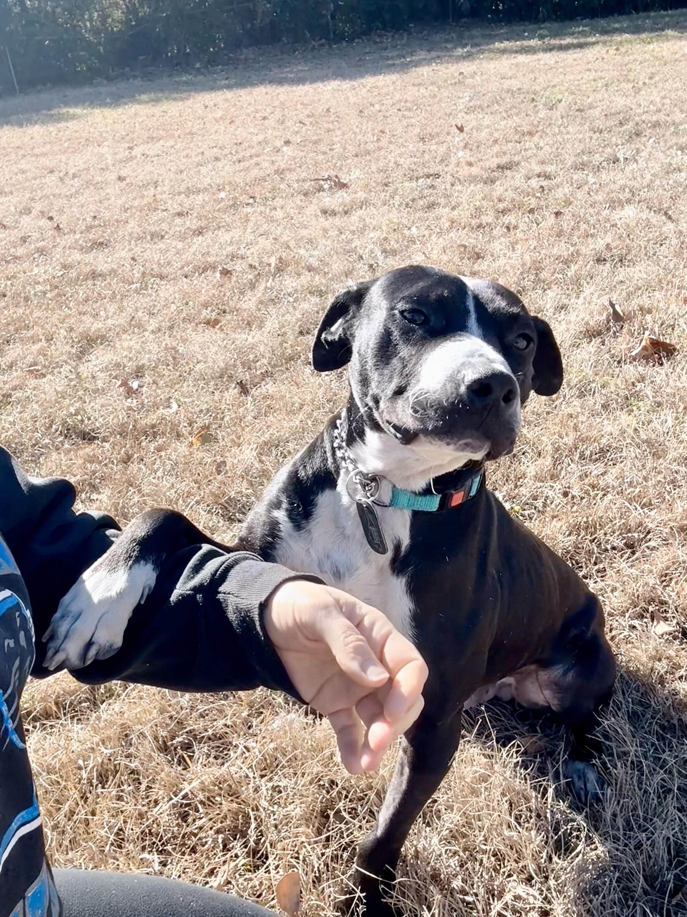 Roger, ADOPTABLE, Young Male Mixed Breed & Labrador Retriever.
