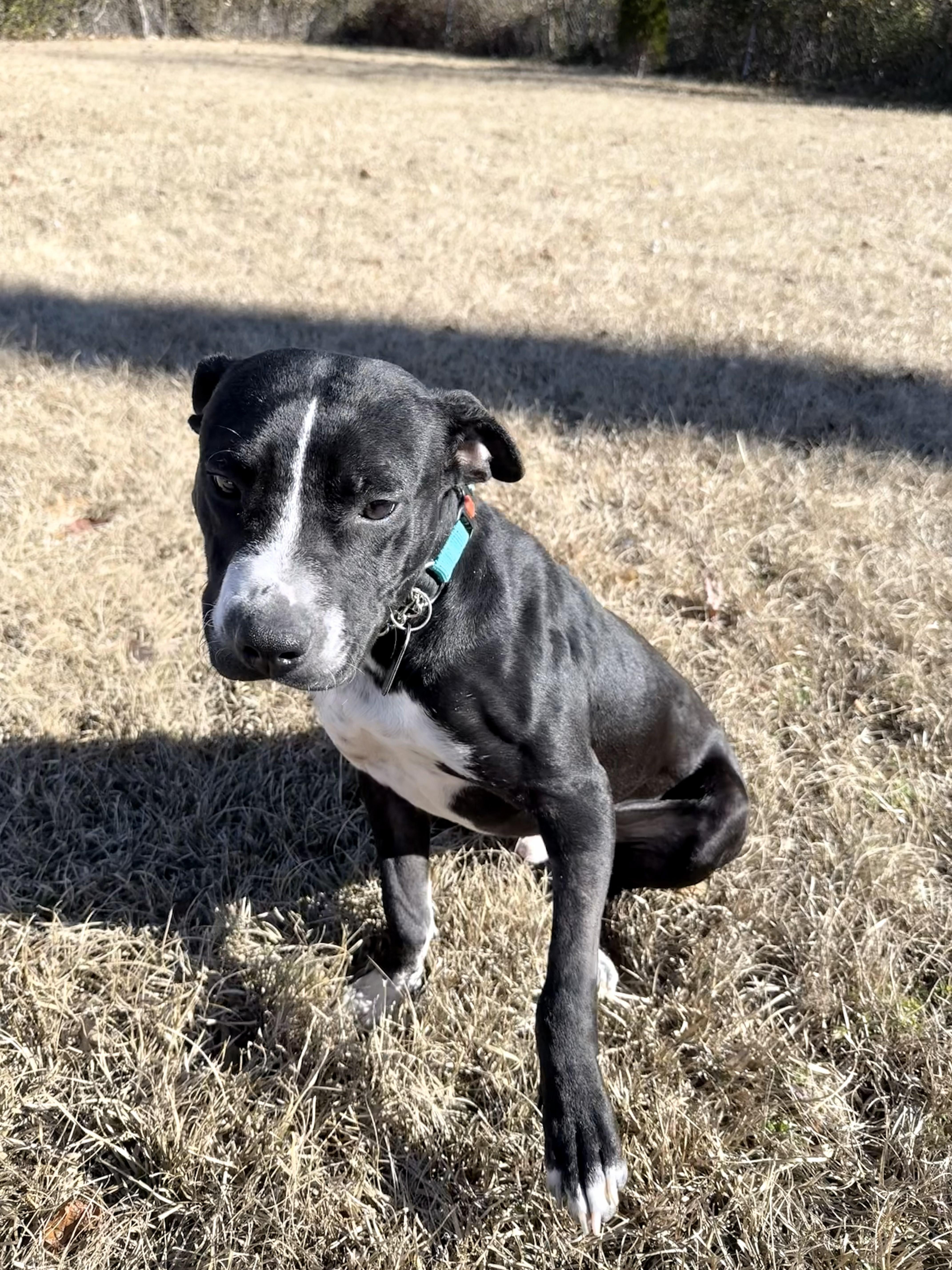 Enlarge Roger, a ADOPTABLE mixed breed in Wilmington, NC image 6/6