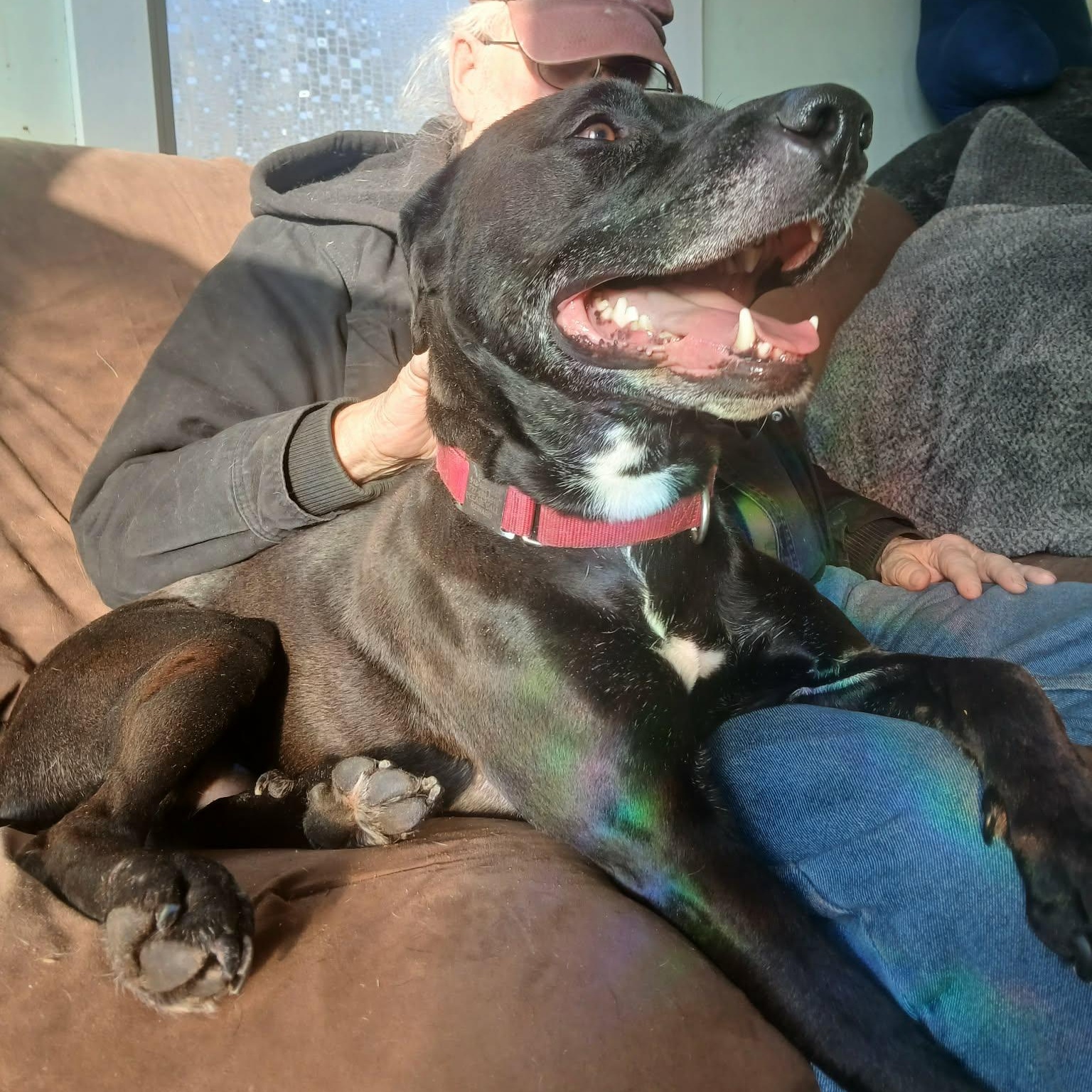 Enlarge A boy named Sue , a ADOPTABLE mixed breed in Saugerties, NY image 5/6