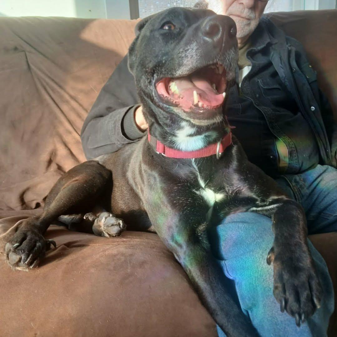 Enlarge A boy named Sue , a ADOPTABLE mixed breed in Saugerties, NY image 4/6