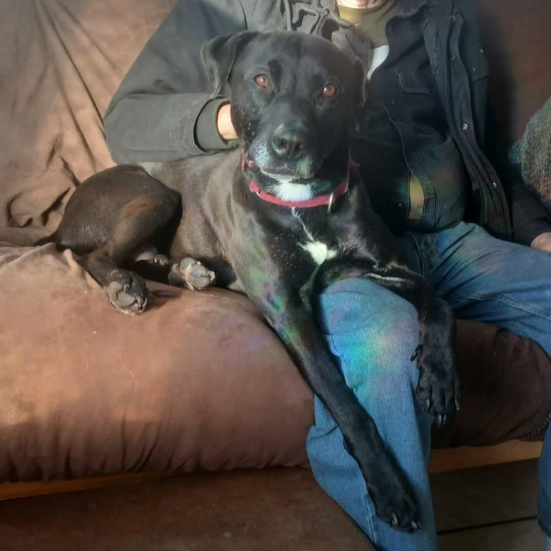 Enlarge A boy named Sue , a ADOPTABLE mixed breed in Saugerties, NY image 6/6