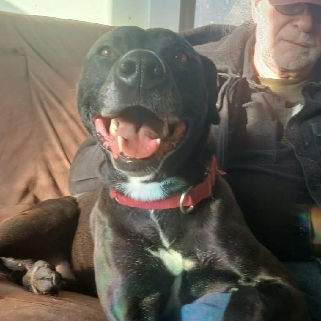 Enlarge A boy named Sue , a ADOPTABLE mixed breed in Saugerties, NY image 2/6