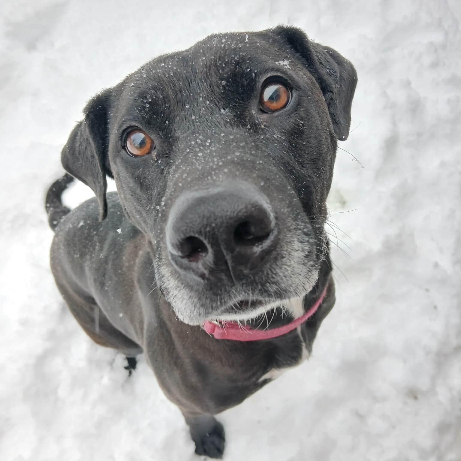 A boy named Sue , ADOPTABLE, Senior Male Mixed Breed.