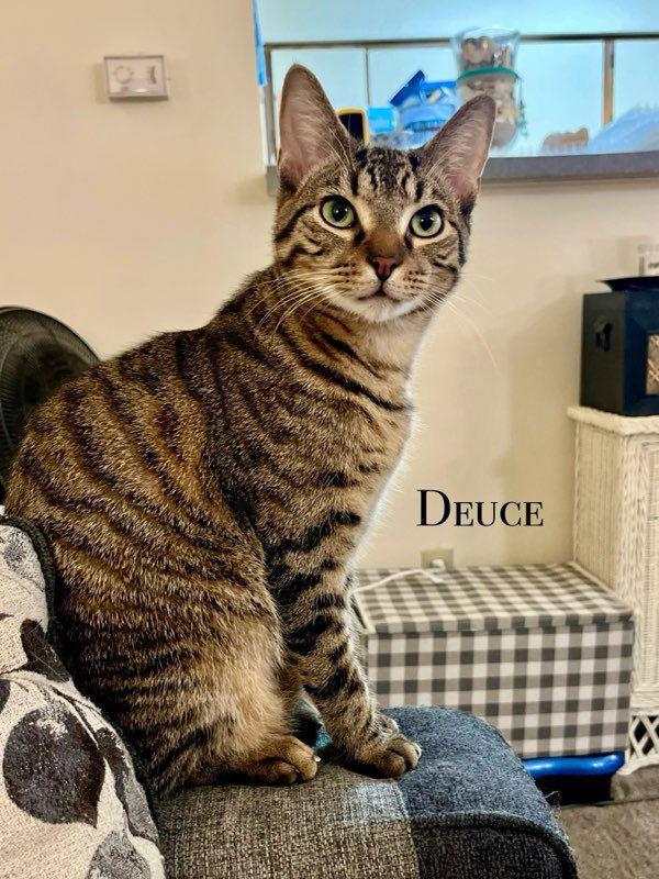 Enlarge DEUCE, a Adoptable mixed breed in Raphine, VA image 1/3