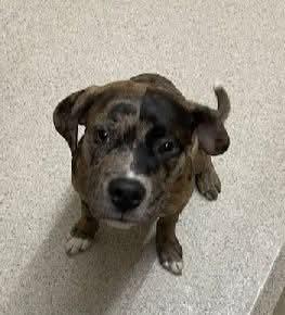 Joker, Adoptable, Puppy Male Catahoula Leopard Dog.