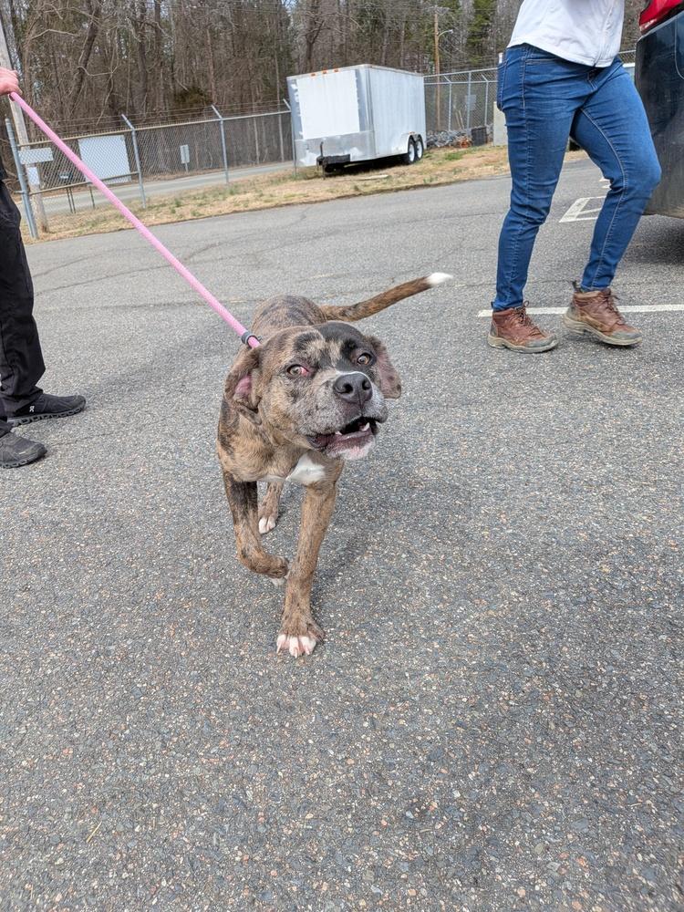 Enlarge Joker, a Adoptable Catahoula Leopard Dog in Statesville, NC image 1/1